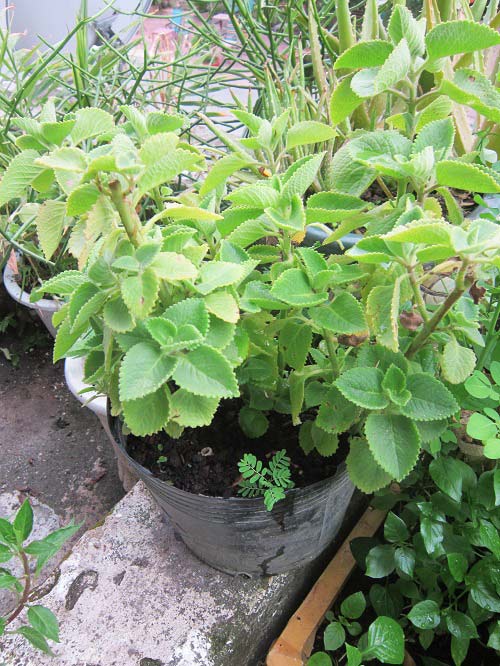 Người mẹ đảm đang trồng rau sạch chữa bệnh vặt cho cả nhà - 6