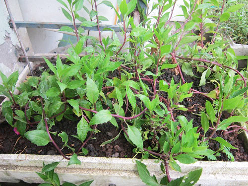 Người mẹ đảm đang trồng rau sạch chữa bệnh vặt cho cả nhà - 7