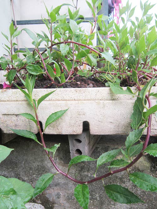 Người mẹ đảm đang trồng rau sạch chữa bệnh vặt cho cả nhà - 8