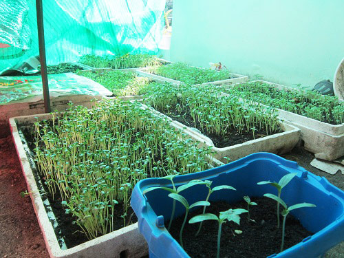 Người mẹ đảm đang trồng rau sạch chữa bệnh vặt cho cả nhà - 9