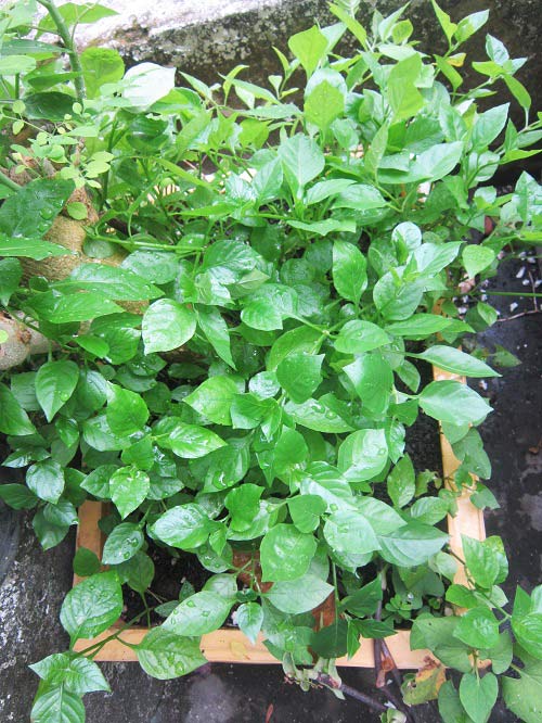 Người mẹ đảm đang trồng rau sạch chữa bệnh vặt cho cả nhà - 10