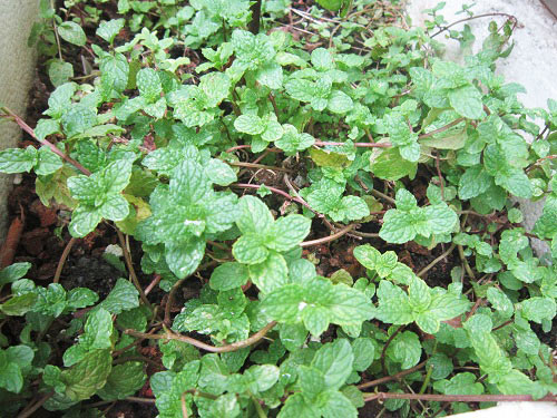 Người mẹ đảm đang trồng rau sạch chữa bệnh vặt cho cả nhà - 11