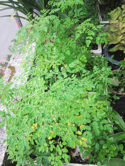 Người mẹ đảm đang trồng rau sạch chữa bệnh vặt cho cả nhà - 12