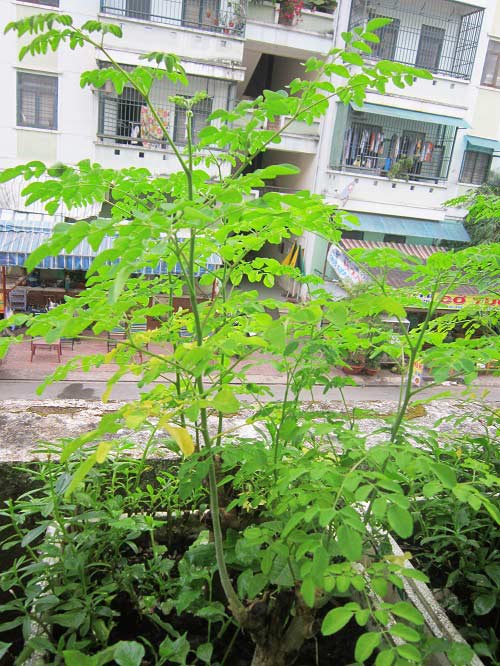 Người mẹ đảm đang trồng rau sạch chữa bệnh vặt cho cả nhà - 13