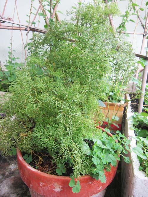 Người mẹ đảm đang trồng rau sạch chữa bệnh vặt cho cả nhà - 14