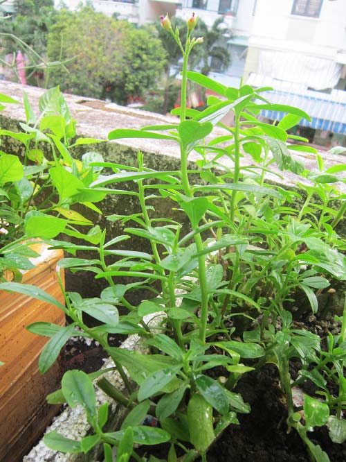 Người mẹ đảm đang trồng rau sạch chữa bệnh vặt cho cả nhà - 15