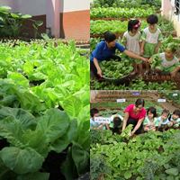 Người mẹ đảm đang trồng rau sạch chữa bệnh vặt cho cả nhà - 16