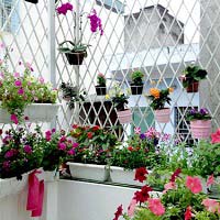 Người mẹ đảm đang trồng rau sạch chữa bệnh vặt cho cả nhà - 18