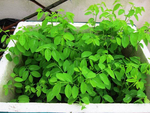 Trồng rau ăn trong nhà cho mẹ dồi dào sữa sau sinh - 9