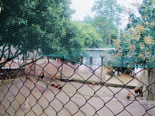 Thu Phương, Mỹ Linh thích thú trồng rau sạch tại nhà - 7