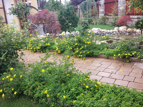 Mảnh vườn Việt đáng ngưỡng mộ trên đất Hungary - 6