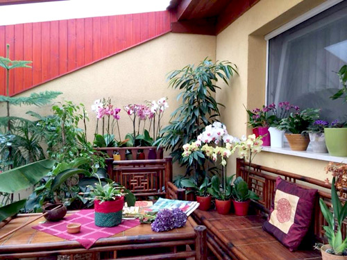 Mảnh vườn Việt đáng ngưỡng mộ trên đất Hungary - 10