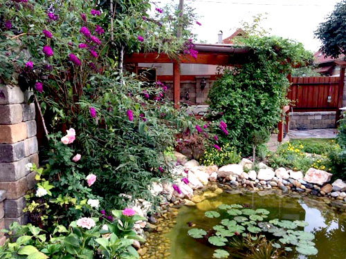 Mảnh vườn Việt đáng ngưỡng mộ trên đất Hungary - 4
