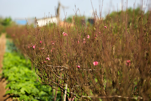 Rét đậm kéo dài trong dịp nghỉ Tết dương lịch 2015 - 1