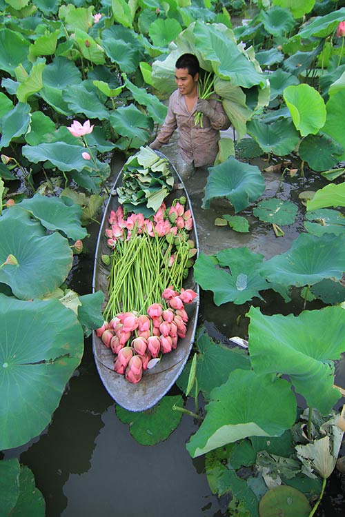 Hà Nội đẹp lạ qua 12 mùa hoa, 12 màu sắc khác nhau - 13