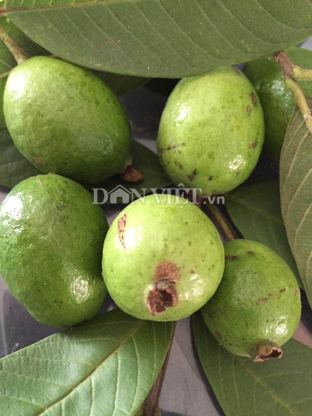 Ổi rừng giòn ngọt quot;sạch 100%quot; làm xiêu lòng chị em thành thị - 2