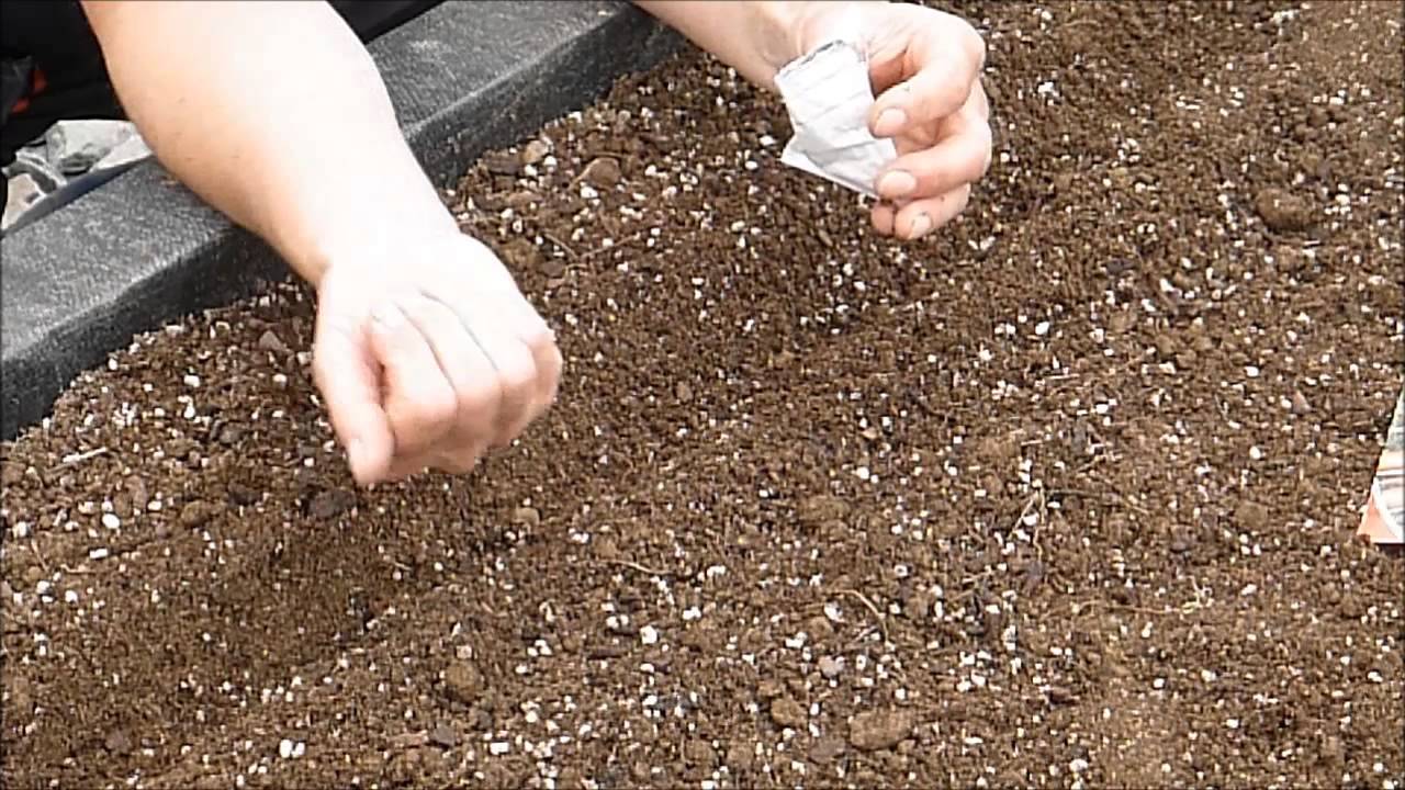 Trồng cà rốt bảy màu ngon mắt, bổ miệng - 4