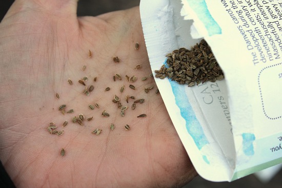 Trồng cà rốt bảy màu ngon mắt, bổ miệng - 3