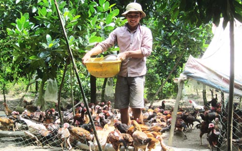Nuôi gà quot;chạy bộquot; để cạnh tranh với Mỹ - 1