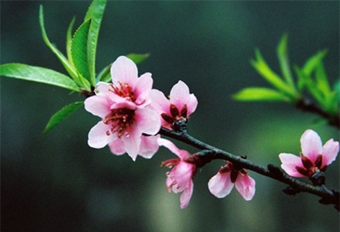 Dự kiến lịch nghỉ Tết Bính Thân 2016 - 1