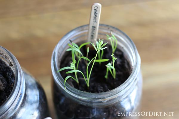 Cà rốt tiên trồng lọ kính: ăn ngon, ngắm thích - 2