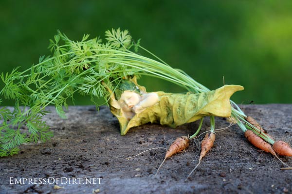 Cà rốt tiên trồng lọ kính: ăn ngon, ngắm thích - 5