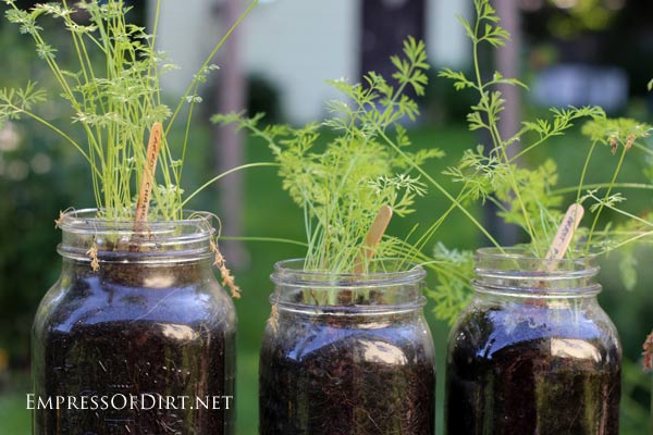 Cà rốt tiên trồng lọ kính: ăn ngon, ngắm thích - 3