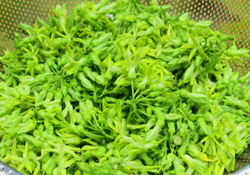 Đổi vị với mực xào hoa thiên lý - 4