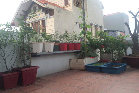 Một tháng trồng cây ra hoa, rau ra lá của bà mẹ hai con - 2
