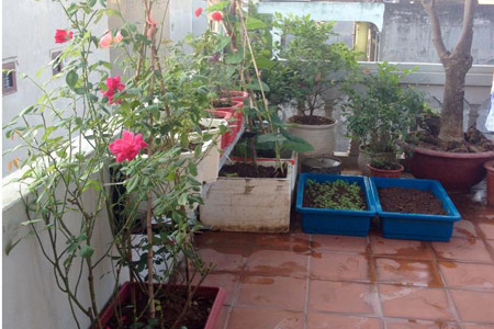 Một tháng trồng cây ra hoa, rau ra lá của bà mẹ hai con - 4