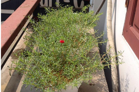 Một tháng trồng cây ra hoa, rau ra lá của bà mẹ hai con - 5