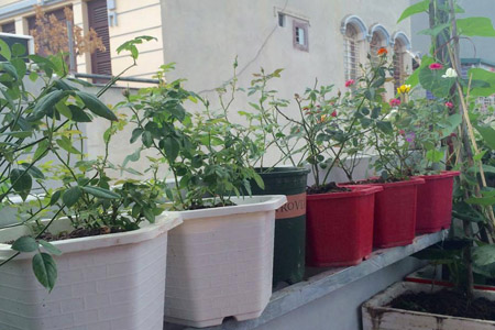 Một tháng trồng cây ra hoa, rau ra lá của bà mẹ hai con - 7