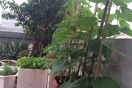 Một tháng trồng cây ra hoa, rau ra lá của bà mẹ hai con - 8
