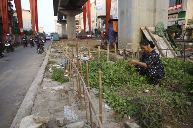 Gặp quot;nông dân phốquot; trồng rau dưới đường sắt trên cao - 3
