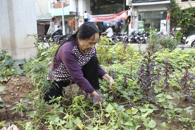 Gặp quot;nông dân phốquot; trồng rau dưới đường sắt trên cao - 7