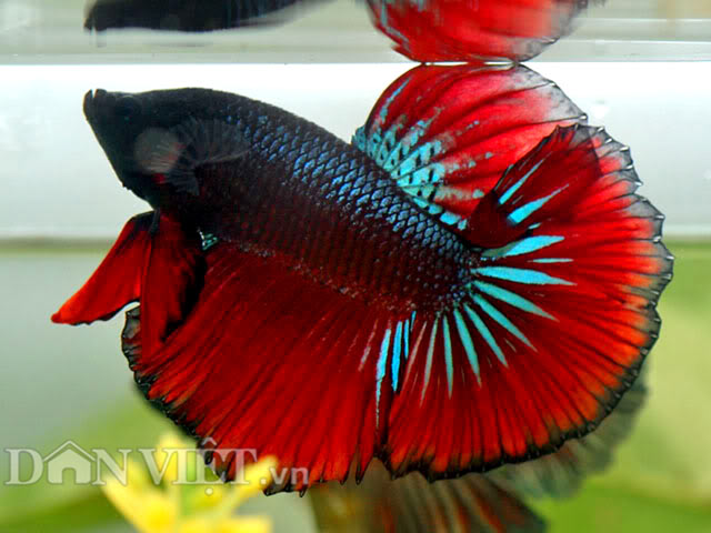 Chiêm ngưỡng loài cá “chiến binh” tuyệt đẹp giữa Thủ đô - 1