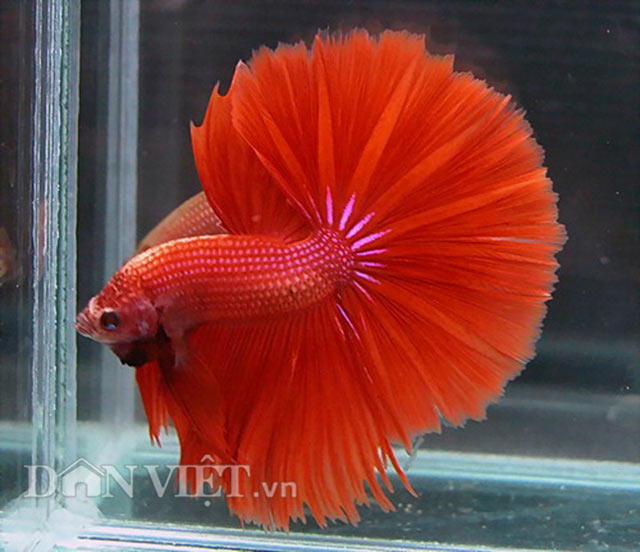 Chiêm ngưỡng loài cá “chiến binh” tuyệt đẹp giữa Thủ đô - 10
