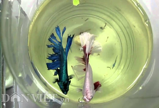 Chiêm ngưỡng loài cá “chiến binh” tuyệt đẹp giữa Thủ đô - 11
