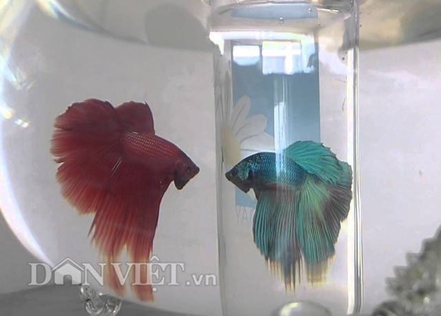 Chiêm ngưỡng loài cá “chiến binh” tuyệt đẹp giữa Thủ đô - 12