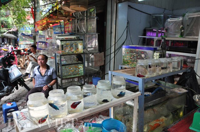 Chiêm ngưỡng loài cá “chiến binh” tuyệt đẹp giữa Thủ đô - 13