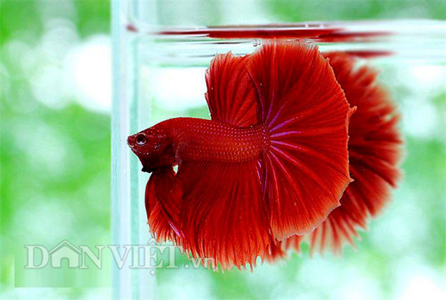 Chiêm ngưỡng loài cá “chiến binh” tuyệt đẹp giữa Thủ đô - 3