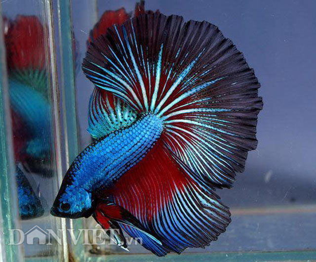 Chiêm ngưỡng loài cá “chiến binh” tuyệt đẹp giữa Thủ đô - 4