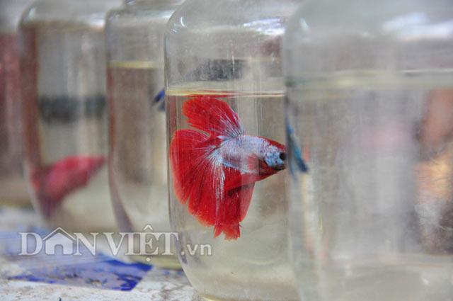 Chiêm ngưỡng loài cá “chiến binh” tuyệt đẹp giữa Thủ đô - 5