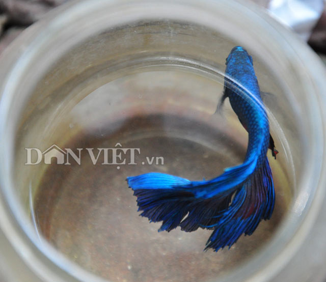 Chiêm ngưỡng loài cá “chiến binh” tuyệt đẹp giữa Thủ đô - 6