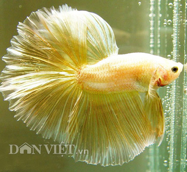 Chiêm ngưỡng loài cá “chiến binh” tuyệt đẹp giữa Thủ đô - 8