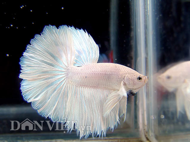 Chiêm ngưỡng loài cá “chiến binh” tuyệt đẹp giữa Thủ đô - 9