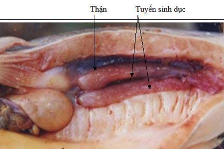 Ăn cá không bỏ thận: Thói quen “chết người” - 1