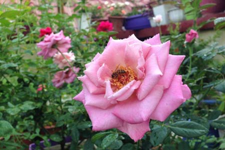 Cô nàng độc thân 4 năm tỉ mẩn chăm sóc hoa hồng - 4