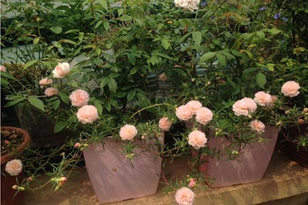 Cô nàng độc thân 4 năm tỉ mẩn chăm sóc hoa hồng - 6