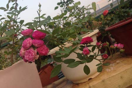 Cô nàng độc thân 4 năm tỉ mẩn chăm sóc hoa hồng - 10